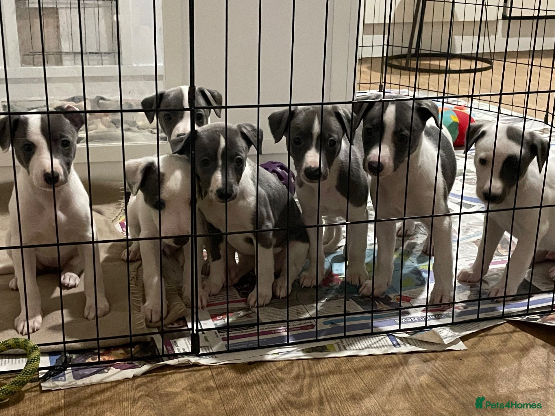 Whippet dogs Blue and white whippet puppies  - Advert 4
