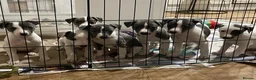 Whippet dogs for sale: Blue and white whippet puppies  in March - Advert 1