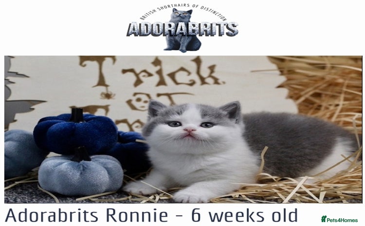 British Shorthair cats - Advert 2
