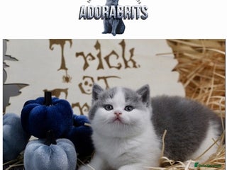 British Shorthair cats - Advert 10