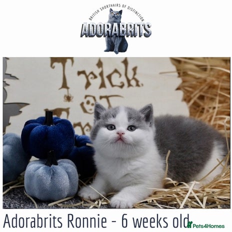 British Shorthair cats - Advert 2