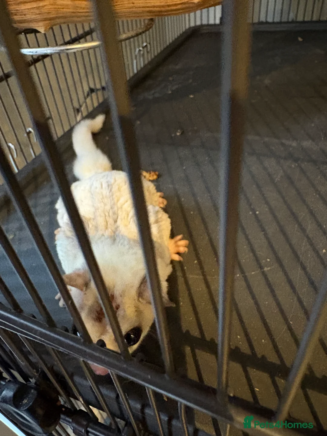 Sugar Glider rodents for sale: Sugar gliders x2 and cage - Advert 5