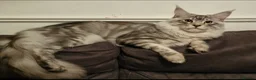 Maine Coon cats for sale: Outstanding Quality shaded line Boys - Advert 14