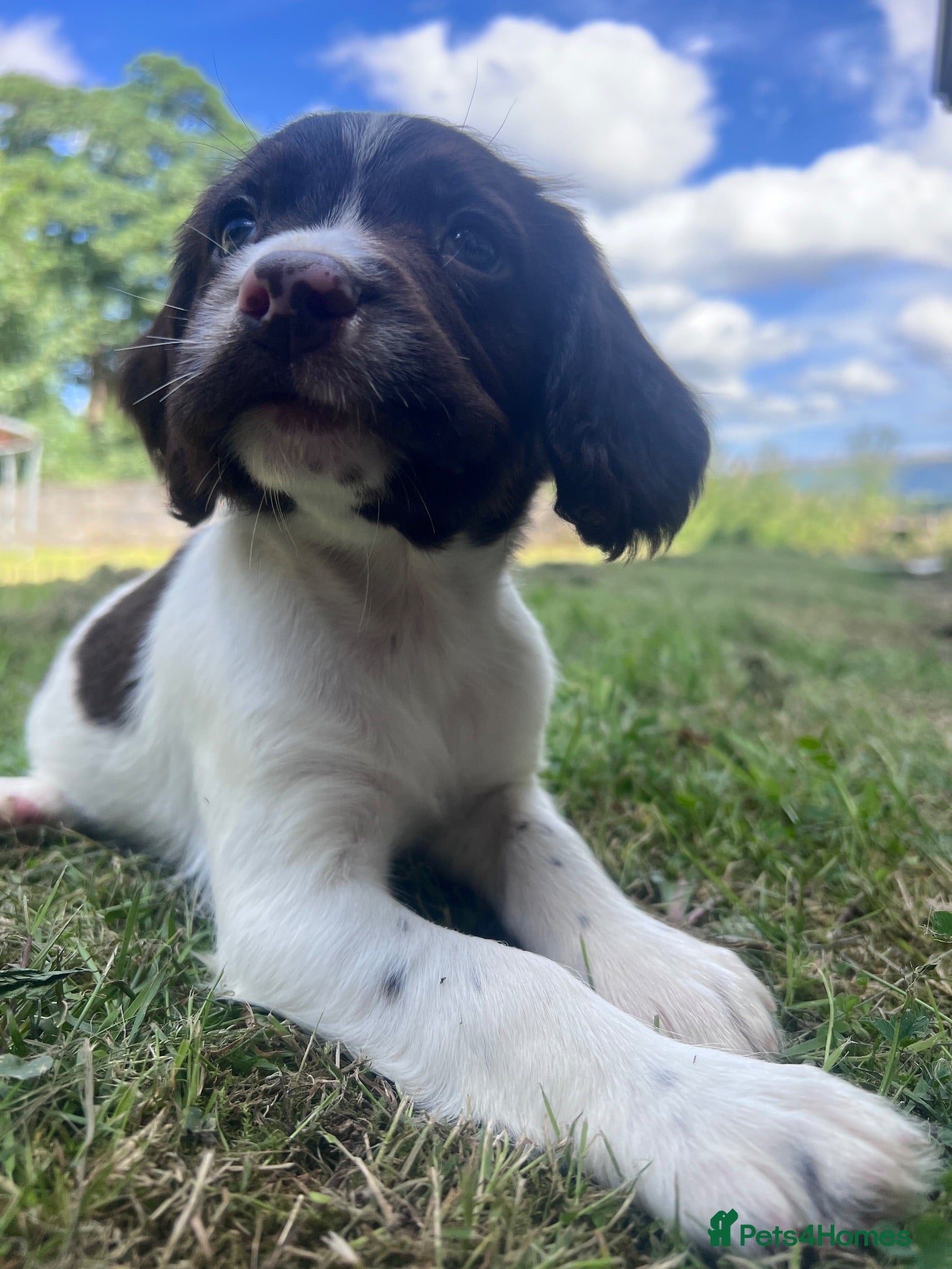English Springer Spaniel dogs Gorgeous English Springer Spaniels  - Advert 2