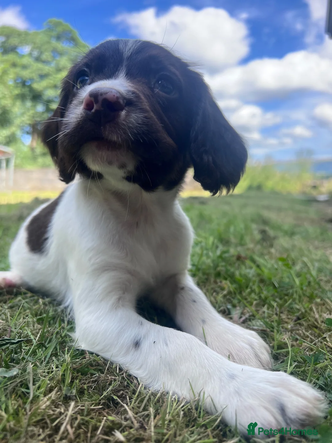 English Springer Spaniel dogs for sale: Gorgeous English Springer Spaniels  - Advert 2