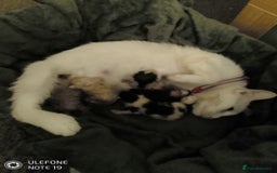 Mixed Breed cats for sale: 4 manx X tabby kittens for sale  - Image 2
