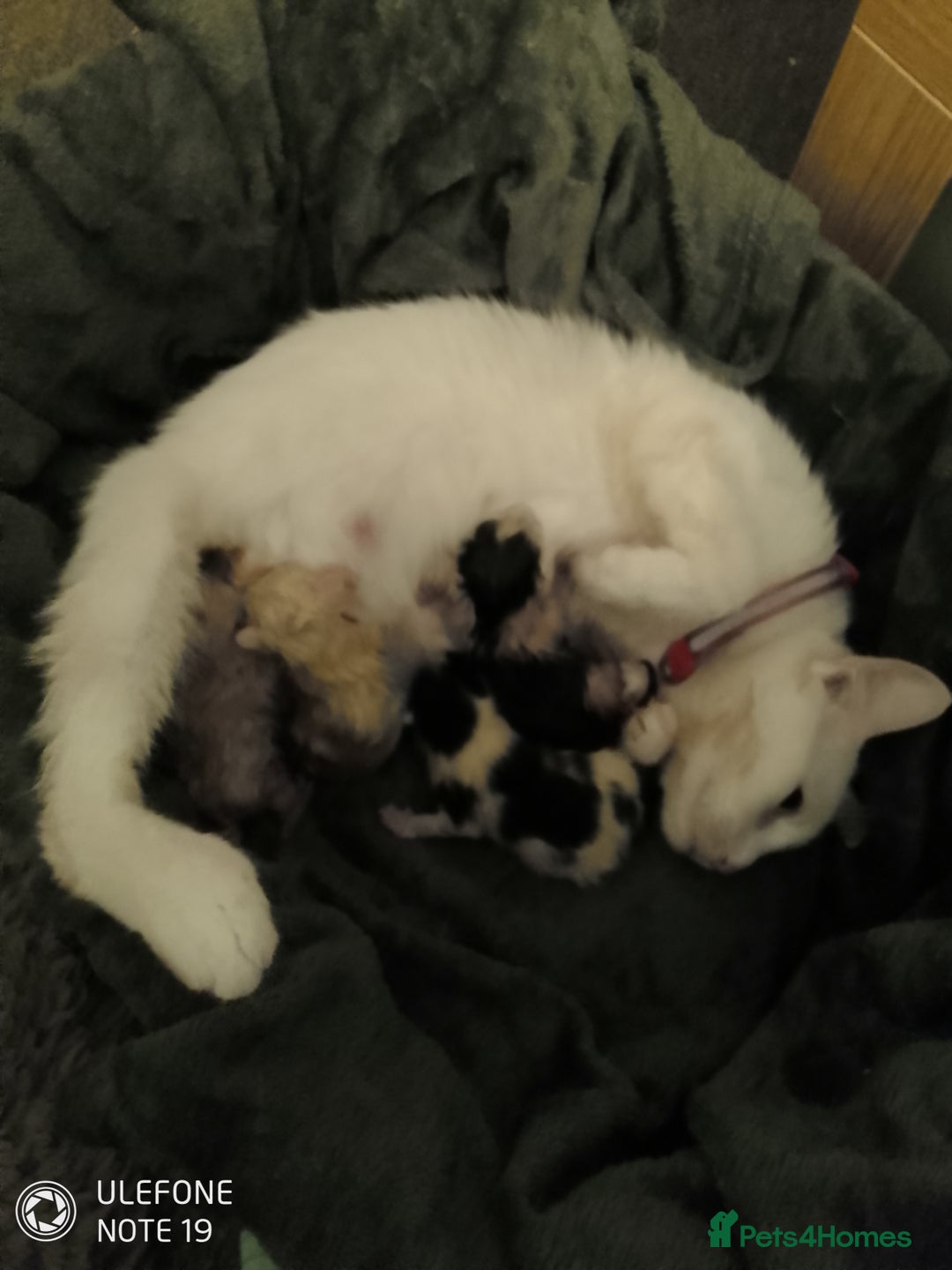 Mixed Breed cats for sale: 4 manx X tabby kittens for sale  - Image 2