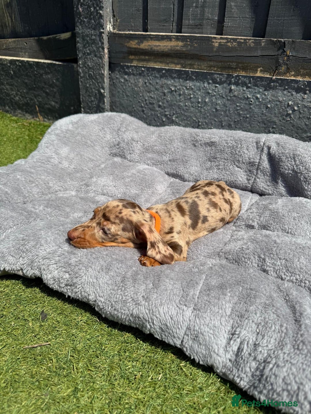 Miniature Dachshund dogs for sale: Kc mini dachshunds  - Image 2
