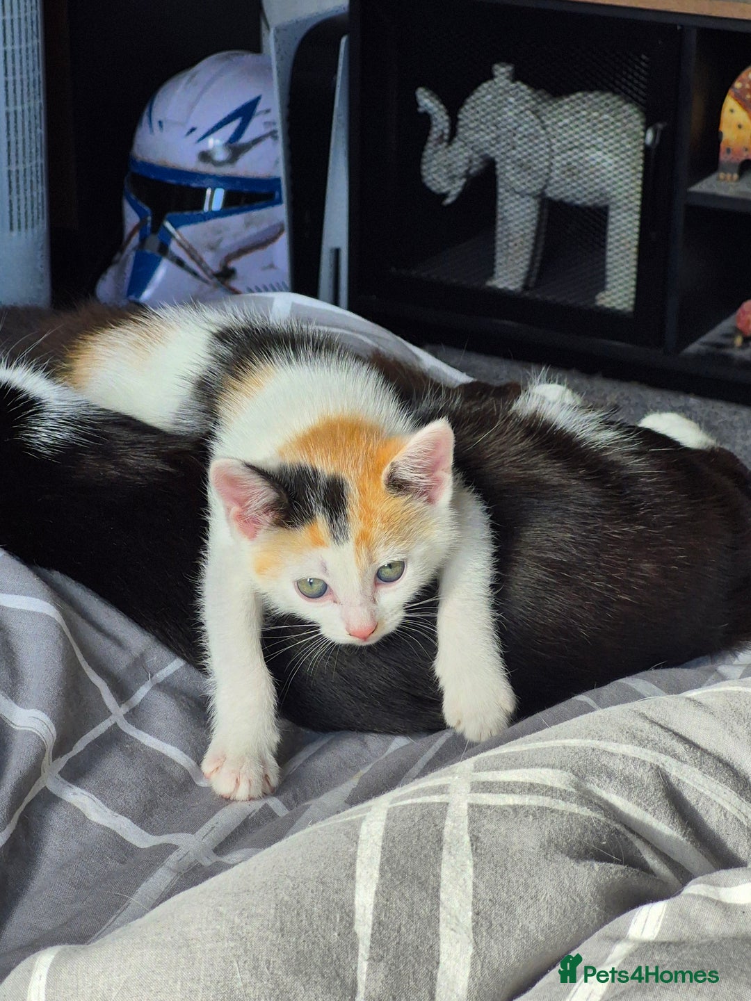 Mixed Breed cats for sale: Kittens - Image 2