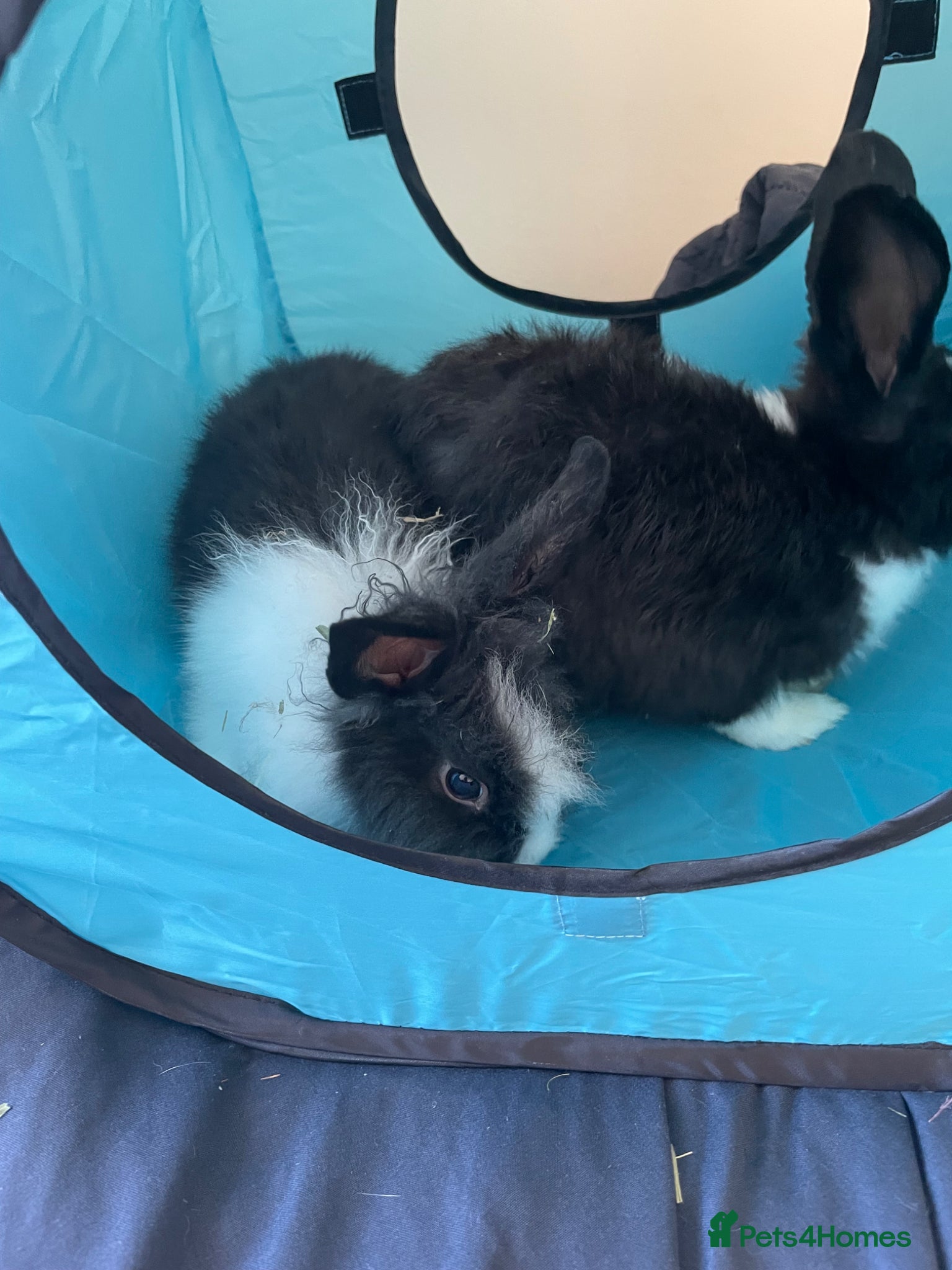 Mixed Breed rabbits 2 male boys  - Advert 6