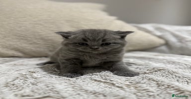 British Shorthair cats - Advert 5
