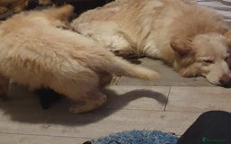 German Shepherd dogs for sale: Stunning white puppy 6 months old ready now in Horsham - Image 11