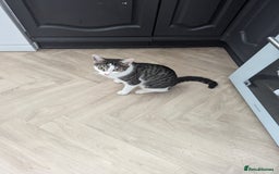 British Shorthair cats for sale: 2 lovely brothers - Image 1