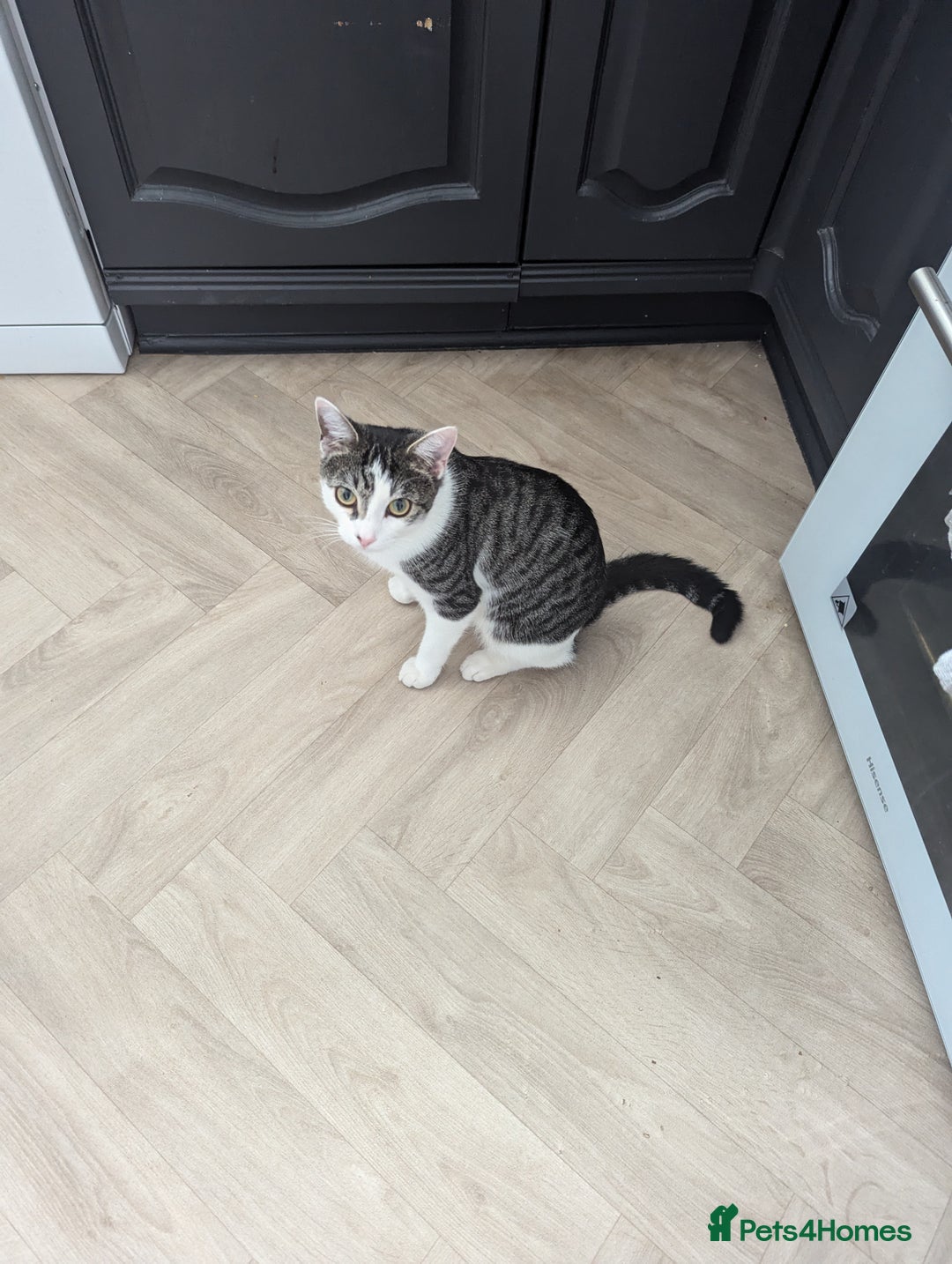 British Shorthair cats for sale: 2 lovely brothers - Image 1