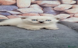 Scottish Fold cats for sale: Scottish fold kittens with blue eyes  - Image 5