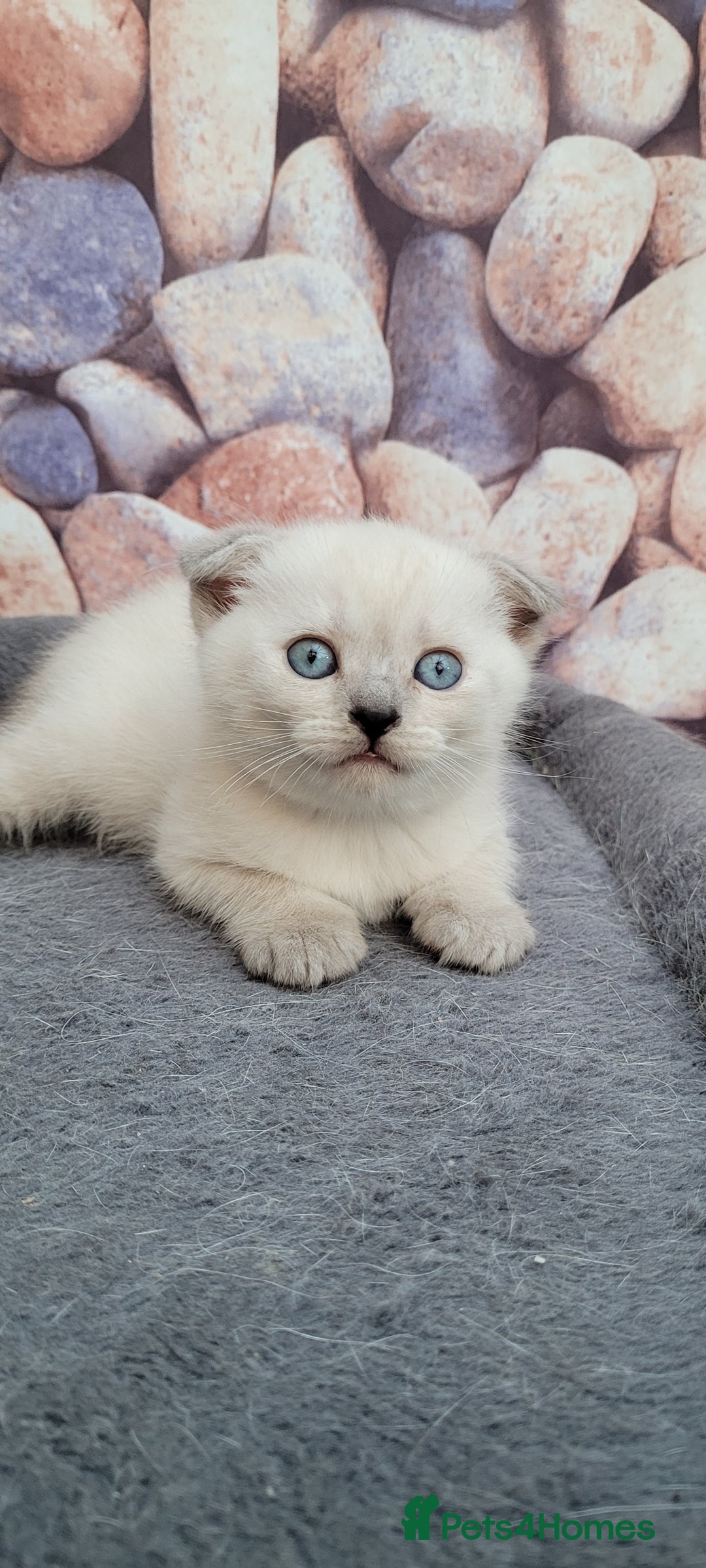 Scottish Fold cats for sale: Scottish fold kittens with blue eyes  - Image 5