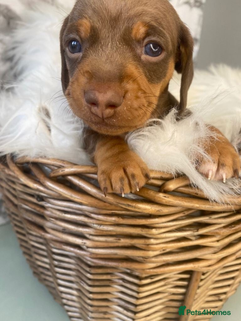 Miniature Dachshund dogs for sale: Beautiful Miniature Dachshund Puppies in Wigan - Advert 3