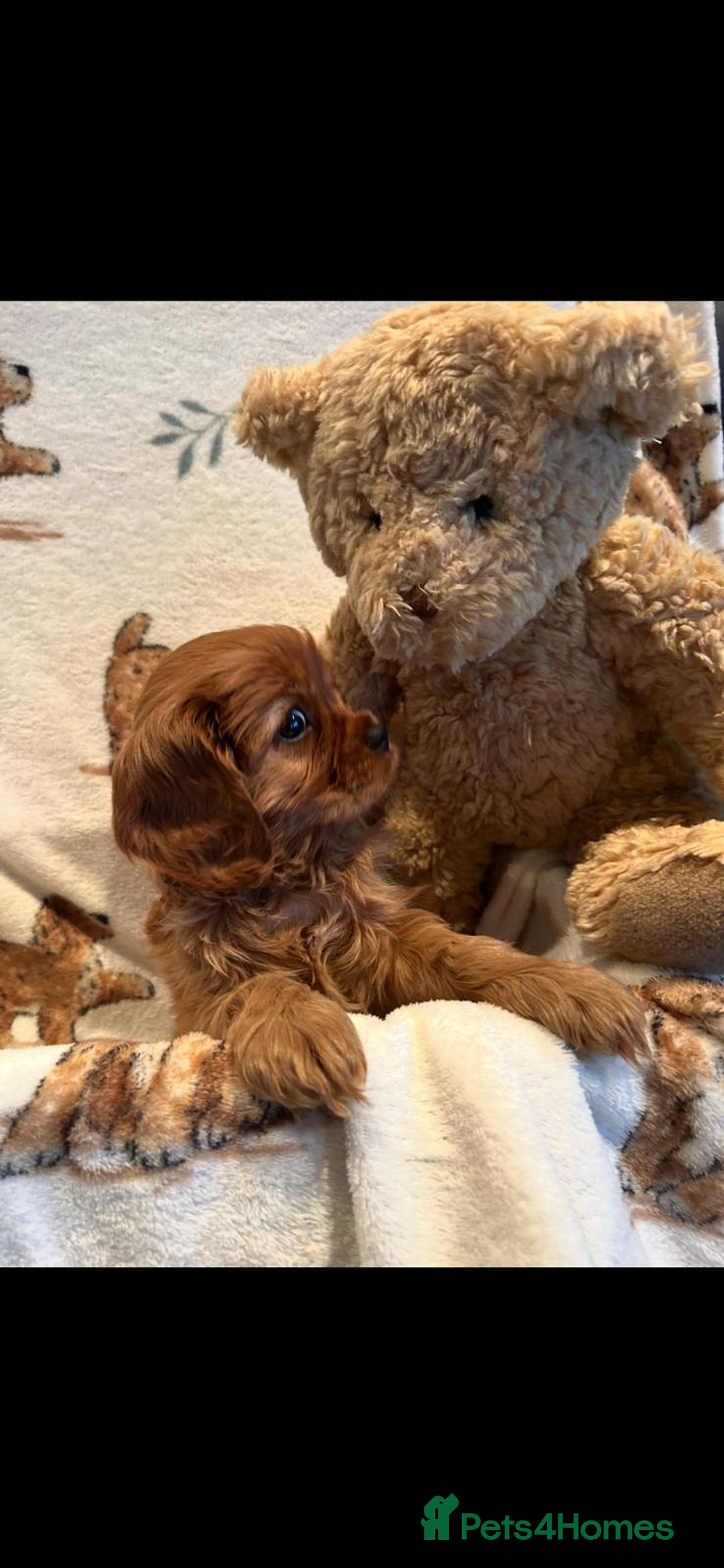 Cavalier King Charles Spaniel dogs for sale: Cavalier King Charles Spanial - Advert 6