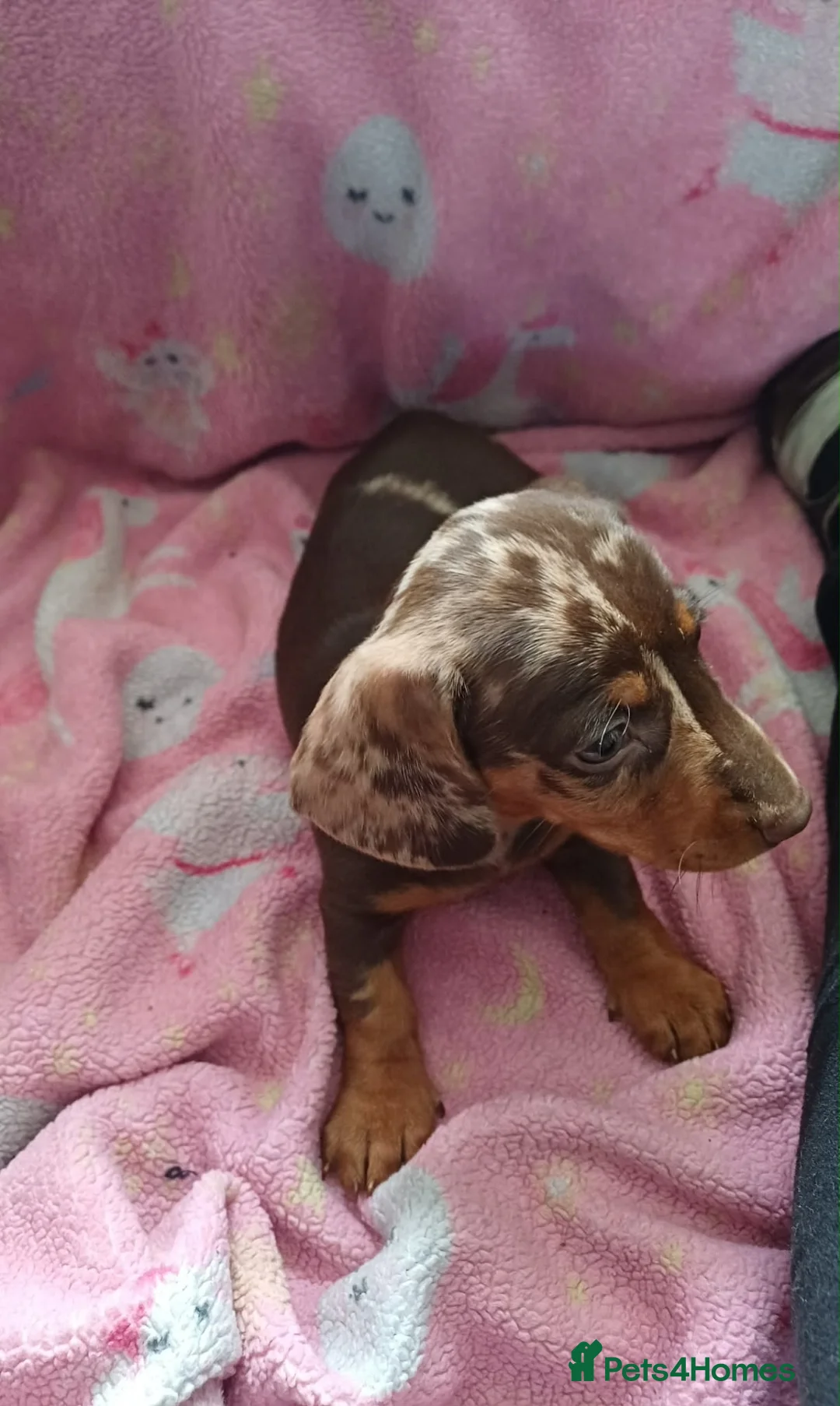 Dachshund dogs for sale: Beautiful pups in Doncaster - Advert 6