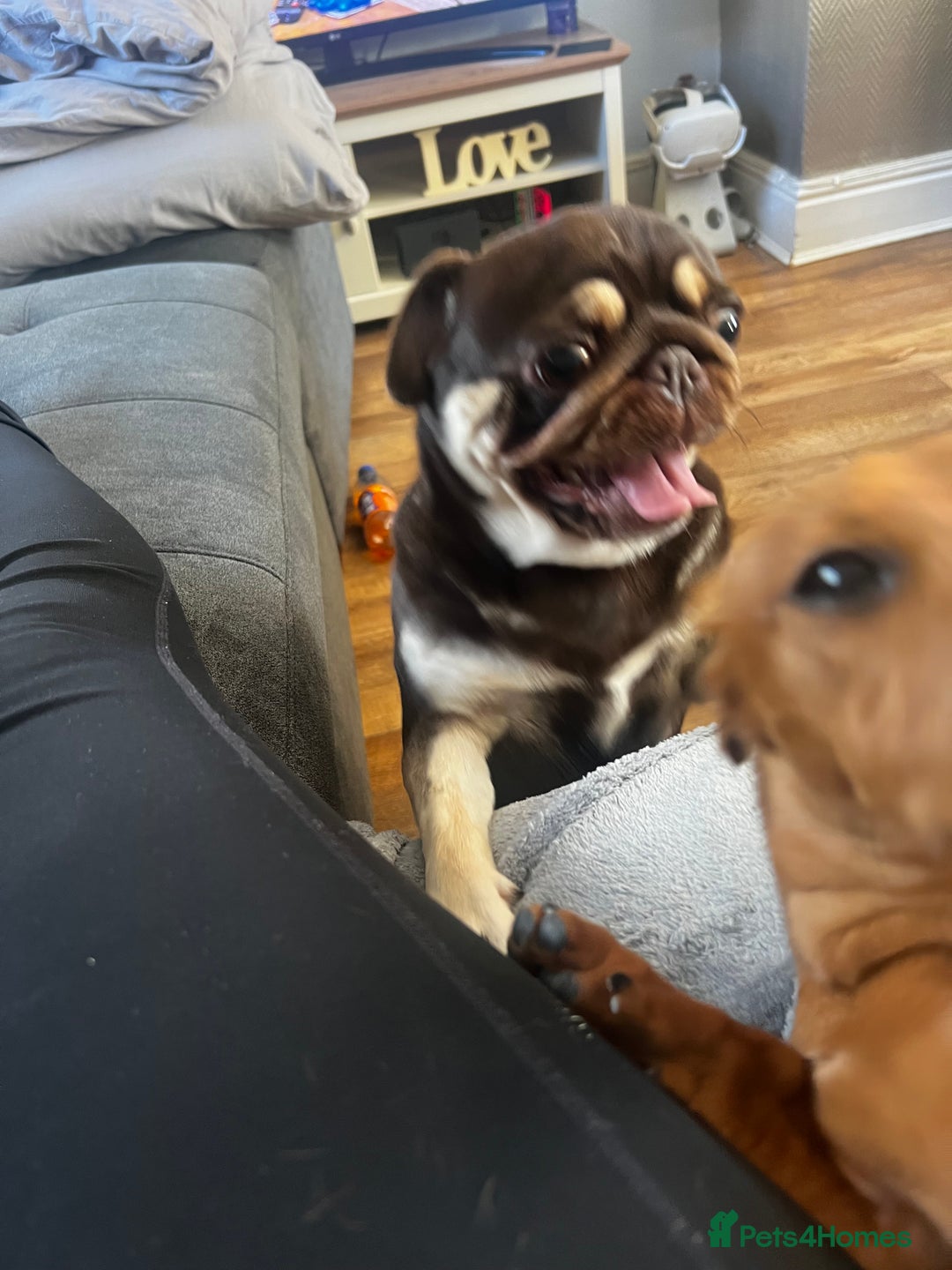 Pug dogs for sale: Kc reg 3 year old chocolate pug  - Advert 12