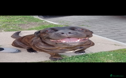 Cane Corso dogs for sale: 3 gorgeous male cane corso pups - Image 5