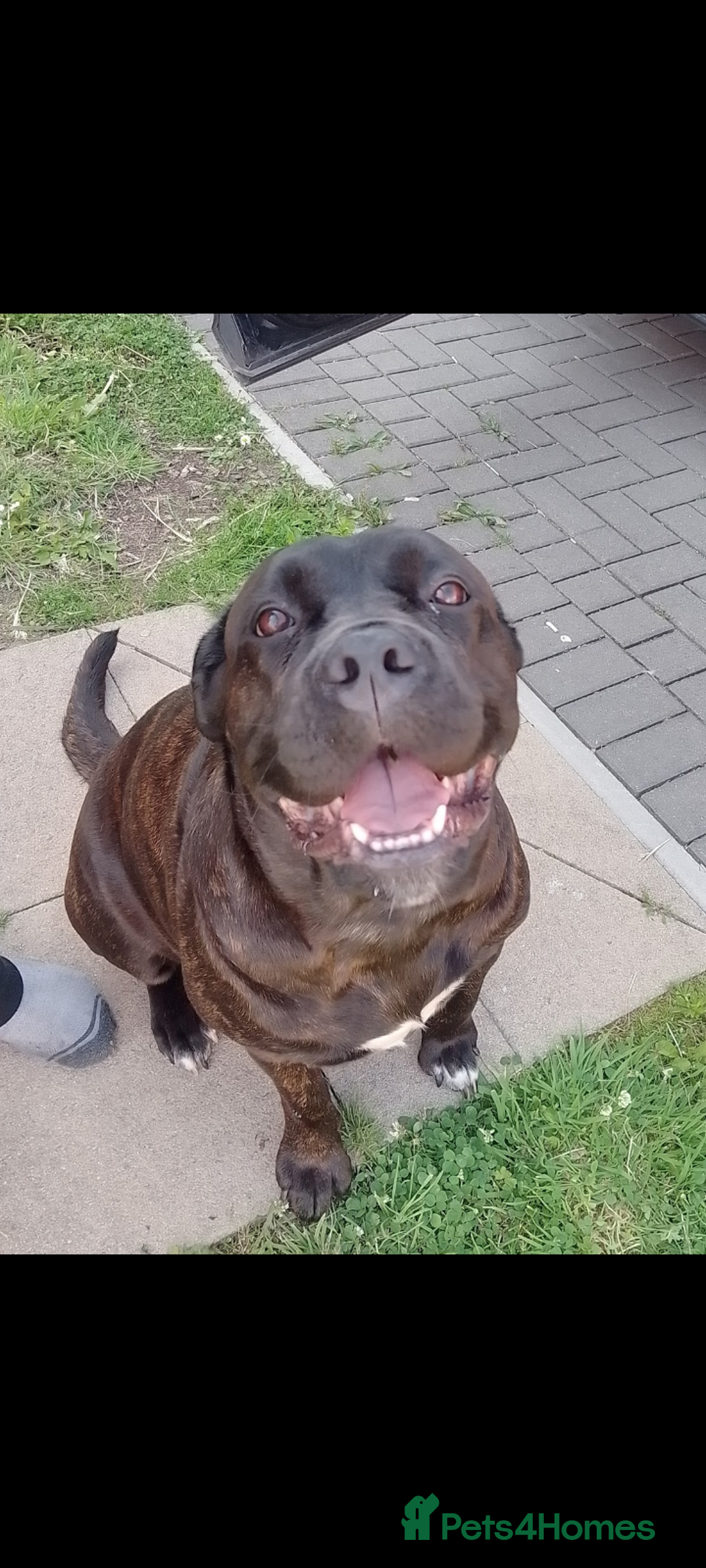 Cane Corso dogs for sale: 3 gorgeous male cane corso pups - Image 5