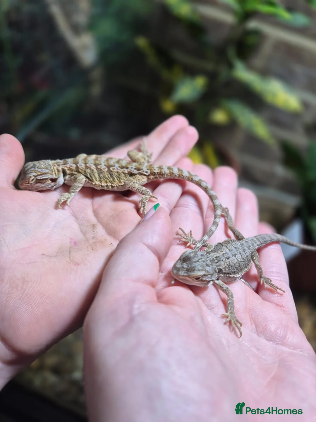 Bearded Dragon reptiles for sale:  Baby bearded dragons - Advert 2