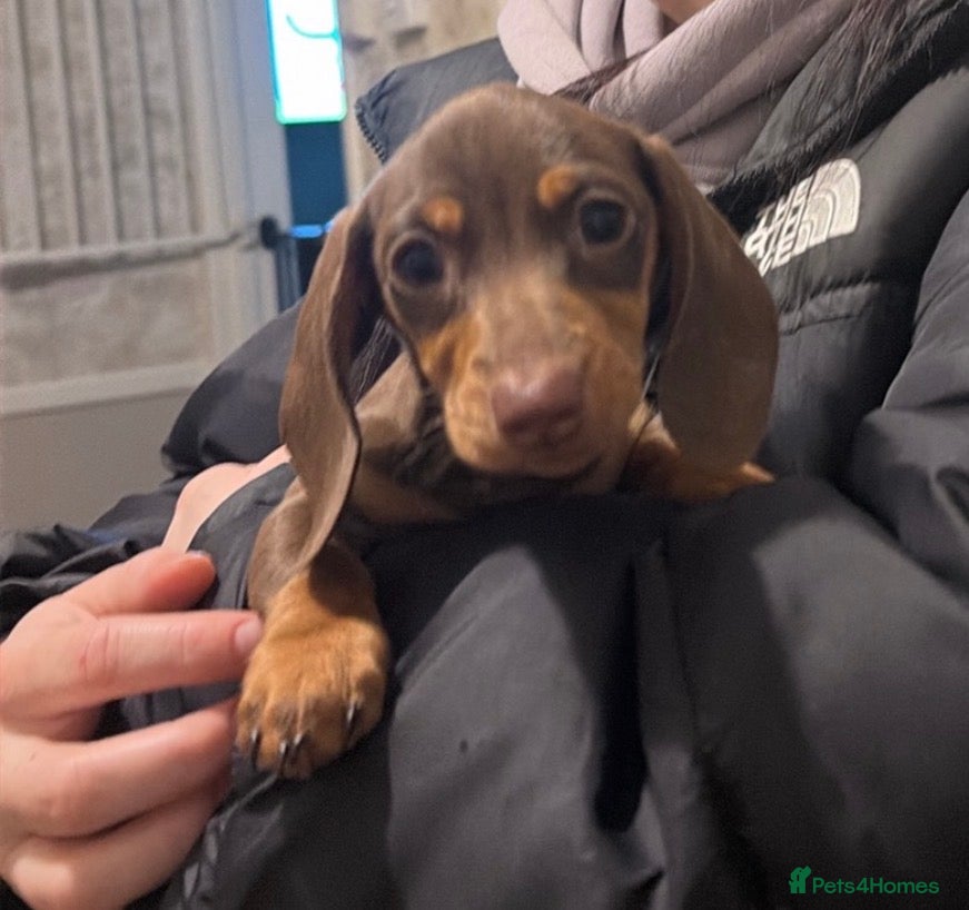 Miniature Dachshund dogs KC REGISTERED Miniature dachshund HEALTH TESTED   - Advert 1