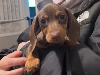 Miniature Dachshund dogs KC REGISTERED Miniature dachshund HEALTH TESTED - Advert 4