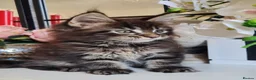 Maine Coon cats for sale: GCCF REGISTERED MAINE COON KITTENS - Advert 17