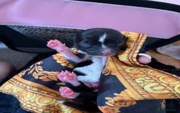 Chihuahua dogs for sale: 2 beautiful chihuahua boys  - Image 5
