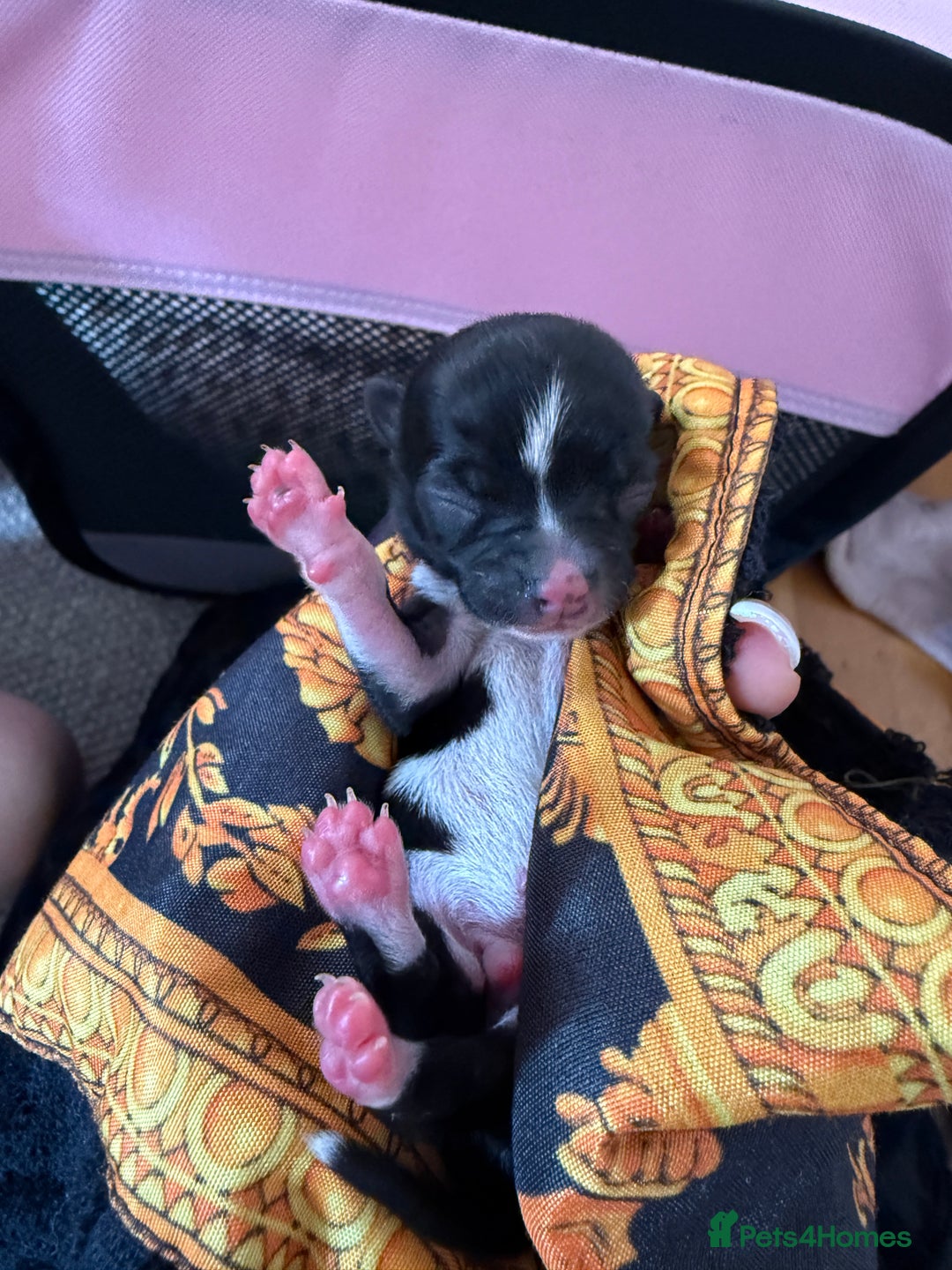 Chihuahua dogs for sale: 2 beautiful chihuahua boys  - Image 5