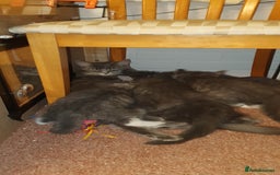 Maine Coon cats for sale: Beautifall Maine coon kittens - Advert 7