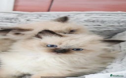 Ragdoll cats for sale: INDOOR FULL PEDIGREE RAGDOLL KITTENS - Image 23