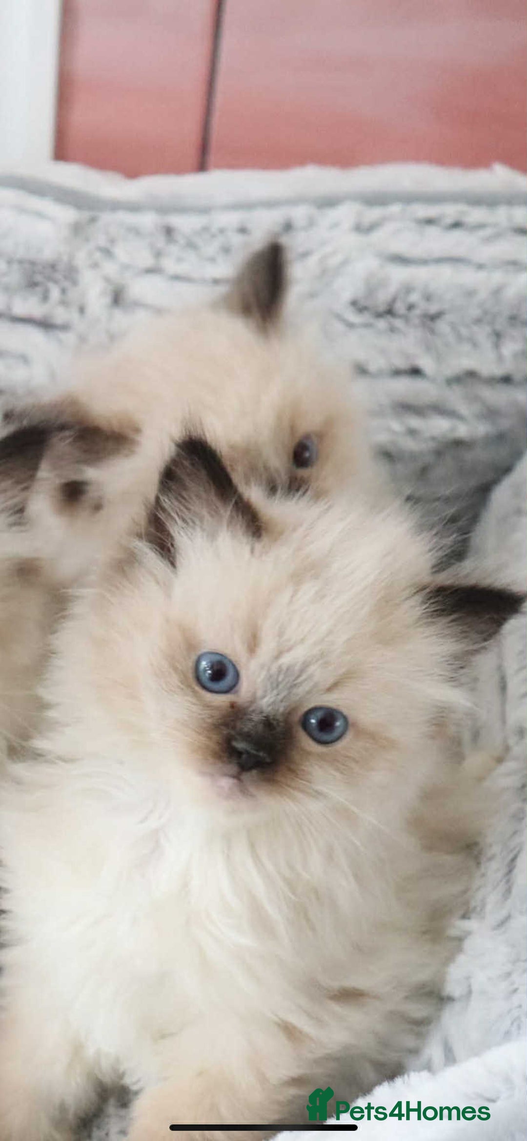 Ragdoll cats for sale: INDOOR FULL PEDIGREE RAGDOLL KITTENS - Image 23