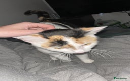 Domestic Shorthair cats for sale: Beautiful female  - Image 2