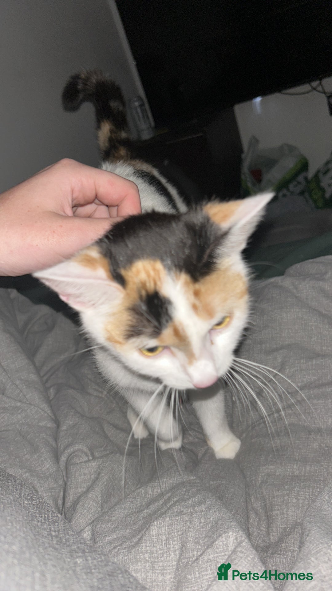 Domestic Shorthair cats for sale: Beautiful female  - Image 2