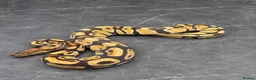 Python Snake reptiles for sale: Baby / Juvenile Ball Pythons  - Advert 5