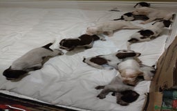 Italian Spinone dogs for sale: A beautiful litter of Italian Spinones  - Image 5