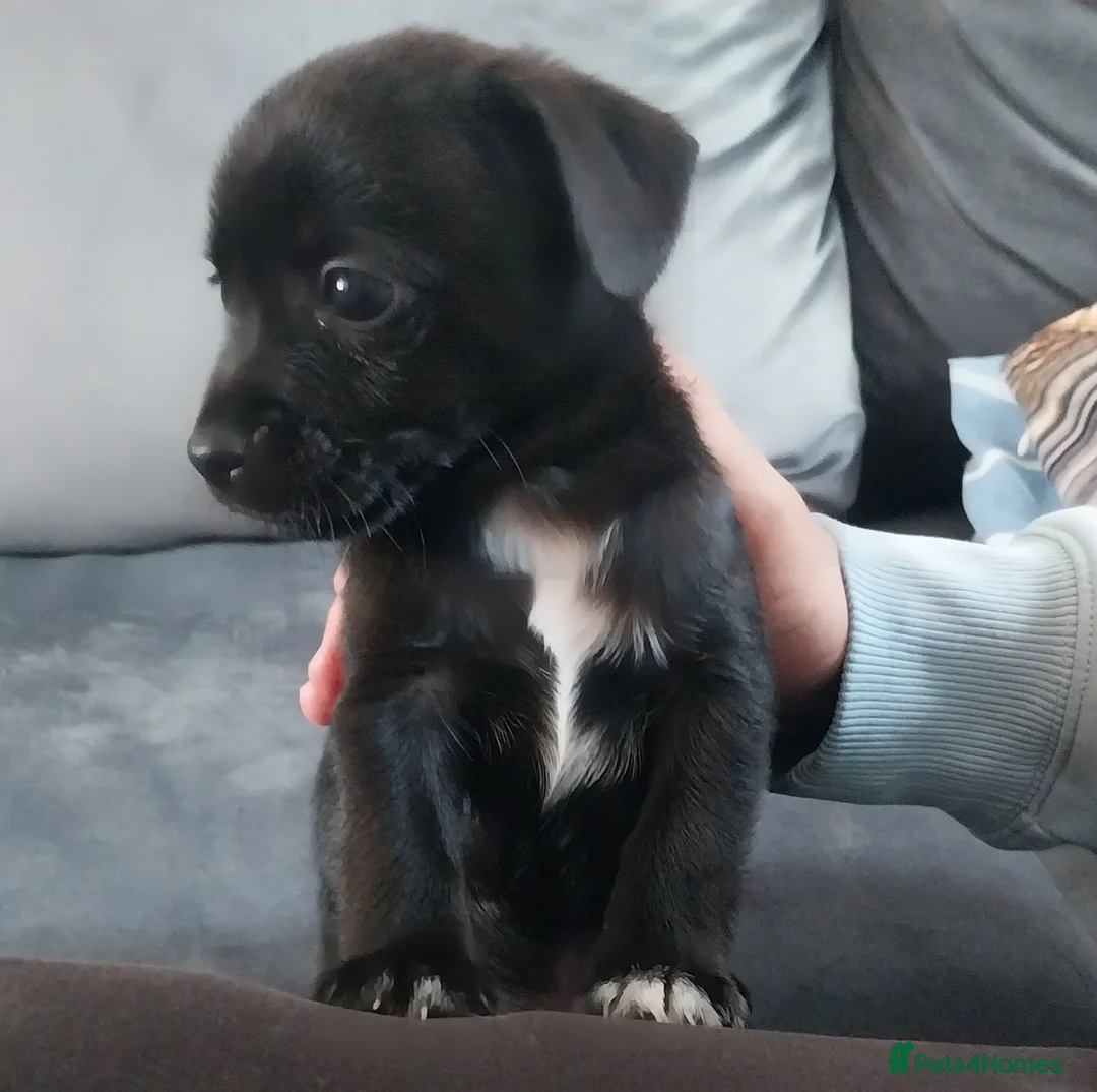 Jack Russell dogs for sale: Jack russell puppy - Advert 1