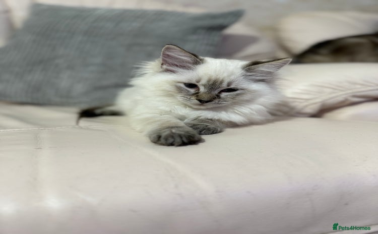 Ragdoll cats - Advert 15