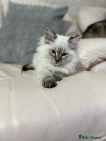 Ragdoll cats - Advert 15