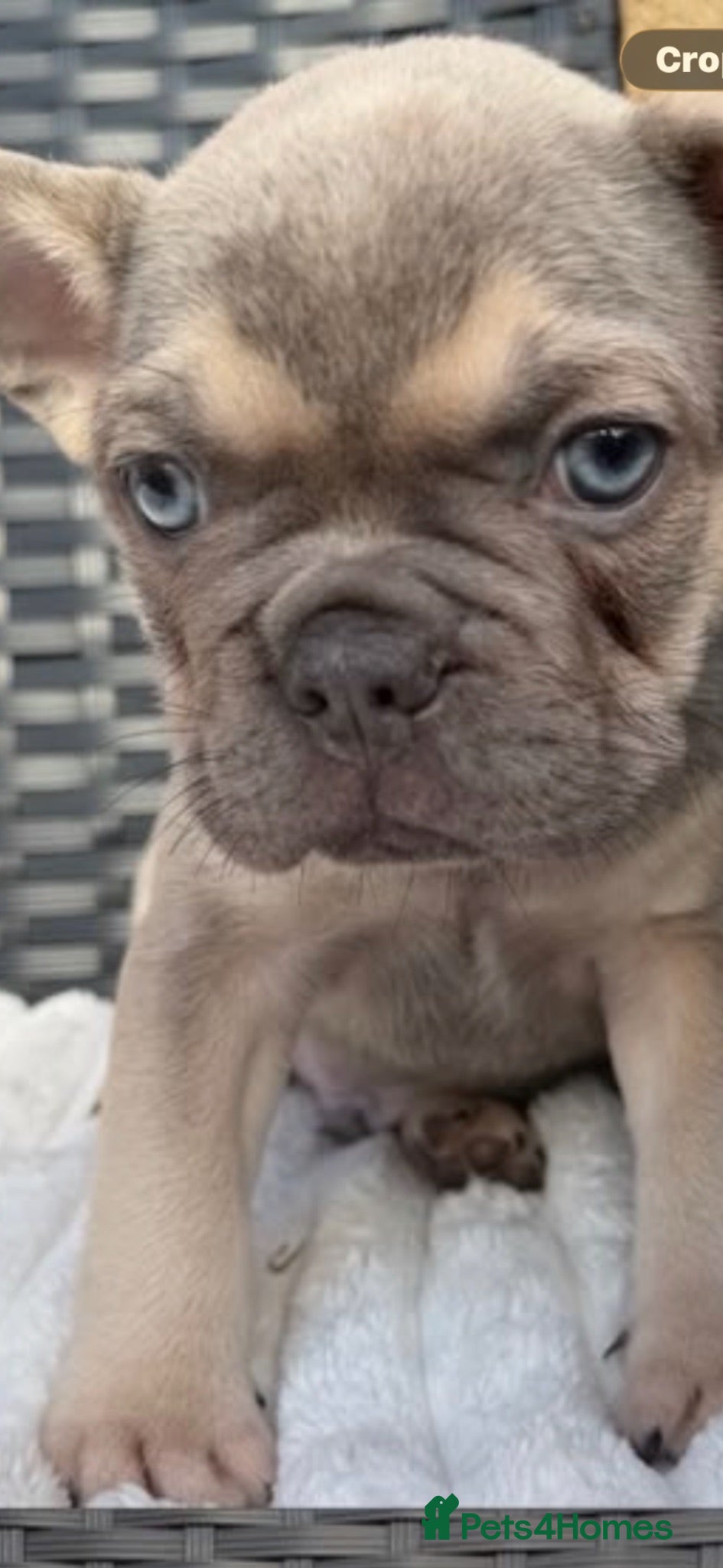 French Bulldog dogs Male French bulldog puppy - Advert 1