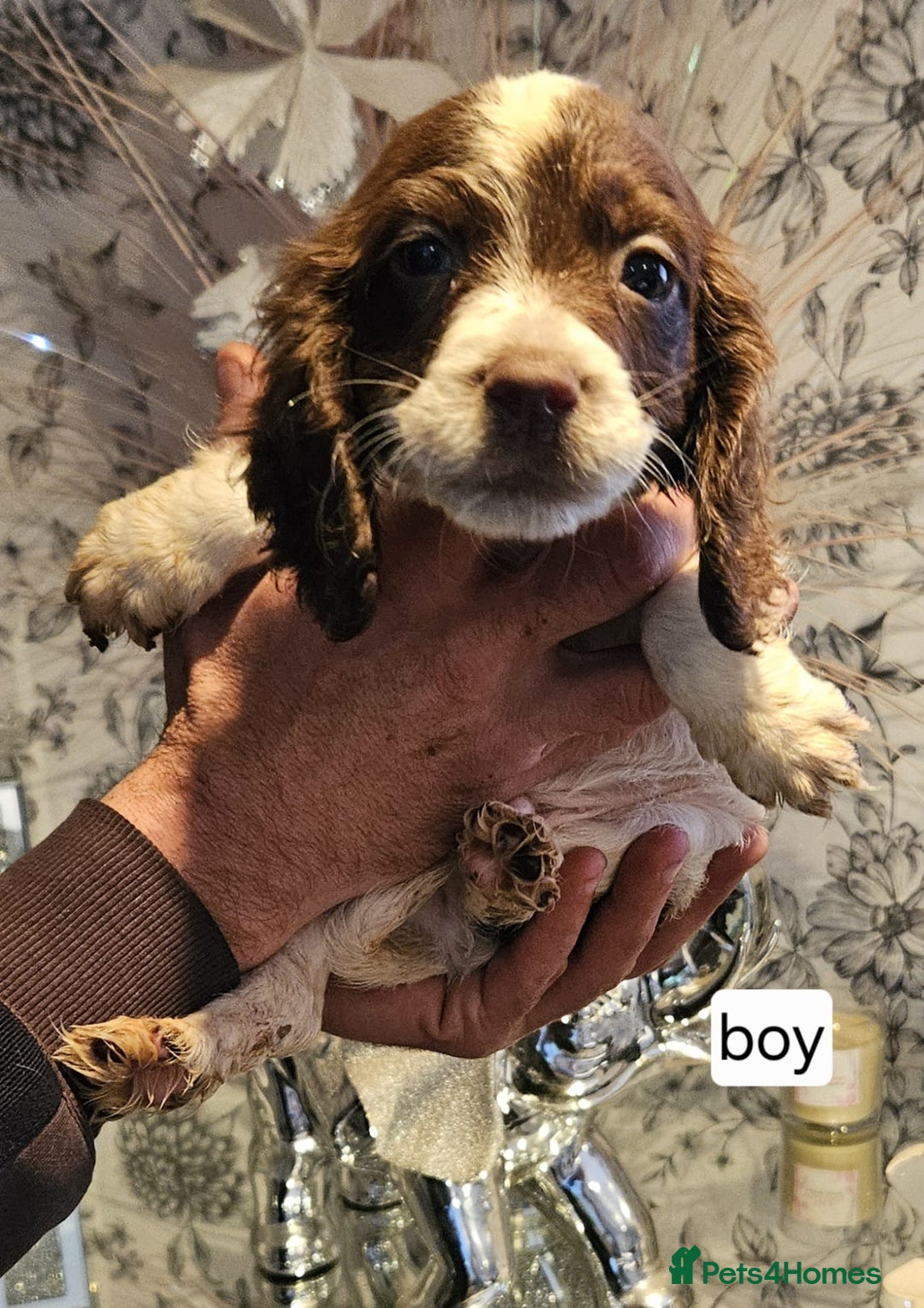Cocker Spaniel dogs for sale: Beautiful cocker spaniels  - Advert 5
