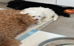 Cavapoo dogs for sale: LAST GIRL LOOKING FOR A FOREVER HOME 🏠  - Image 6