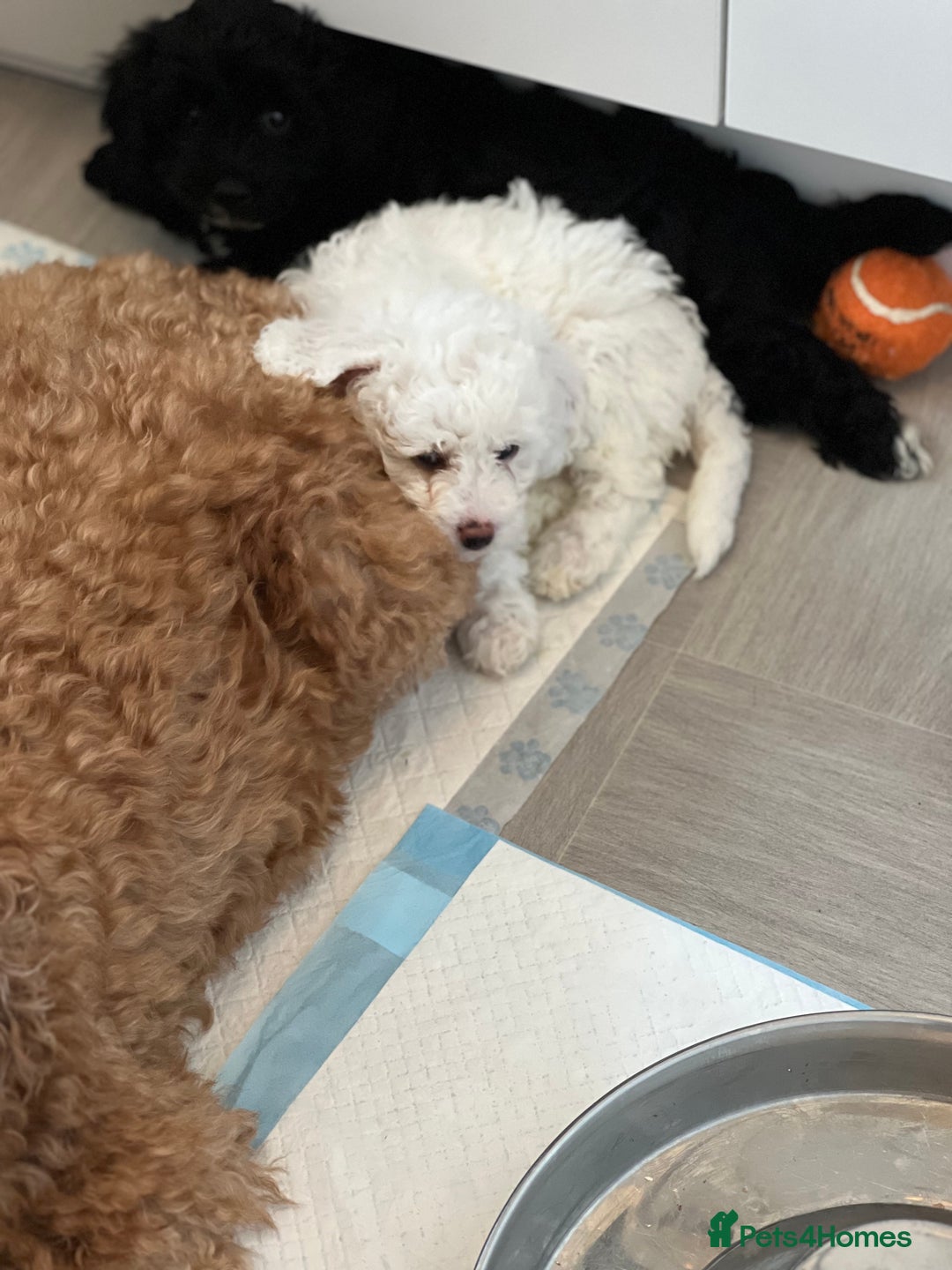 Cavapoo dogs for sale: LAST GIRL LOOKING FOR A FOREVER HOME 🏠  - Image 6