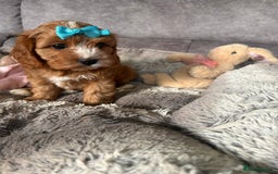 Cavapoo dogs for sale: Beautiful F1 Health Tested Red Cavapoo Puppies  - Image 7