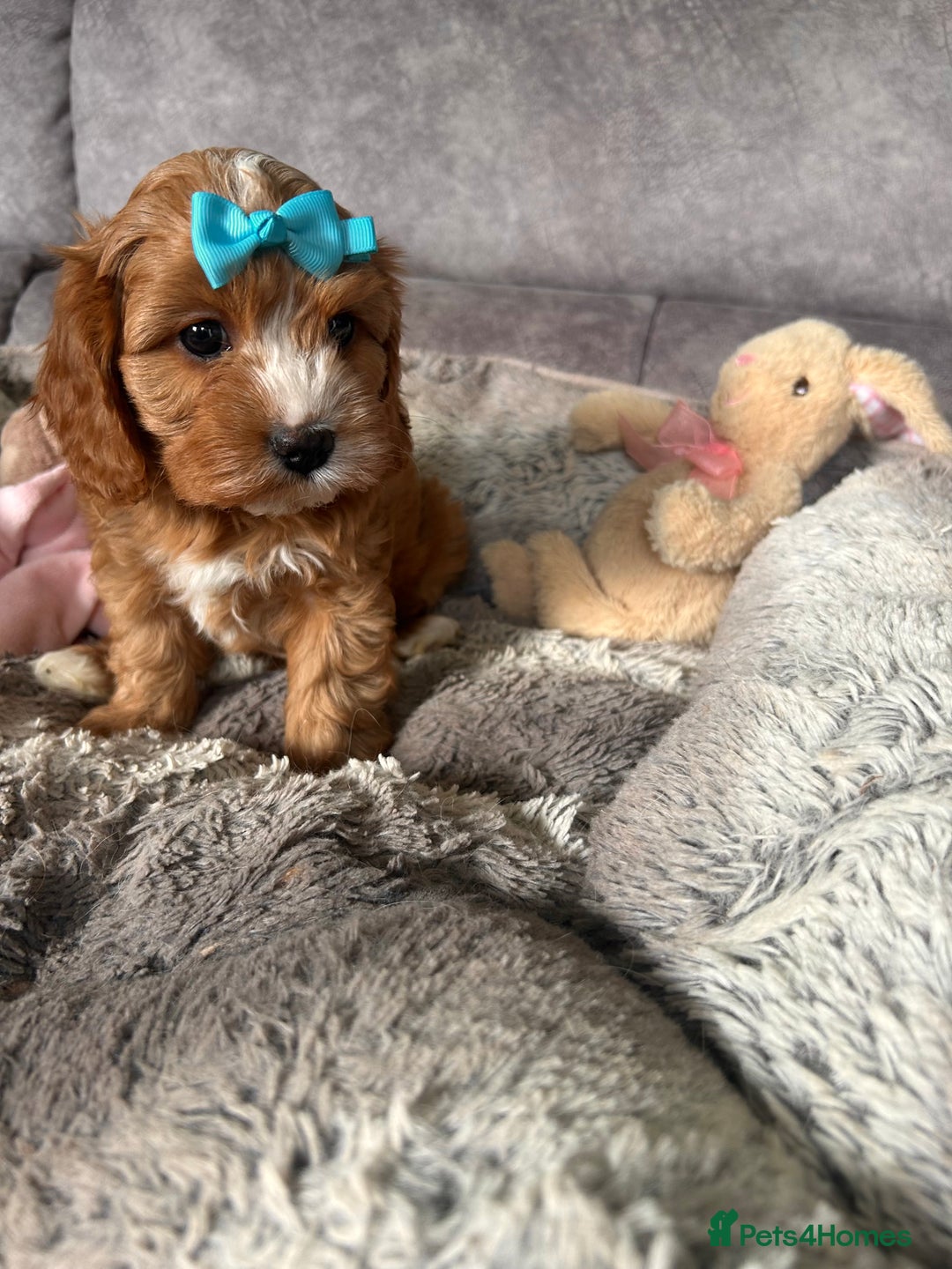 Cavapoo dogs for sale: Beautiful F1 Health Tested Red Cavapoo Puppies  - Image 7