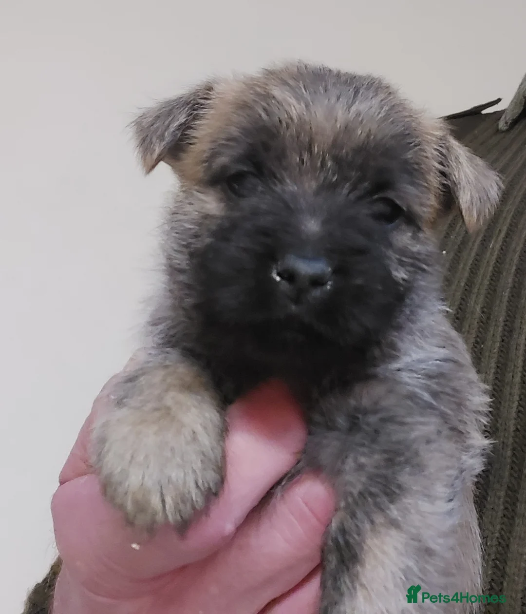 Cairn Terrier dogs for sale: Cairn Terrier Pups  - Advert 6