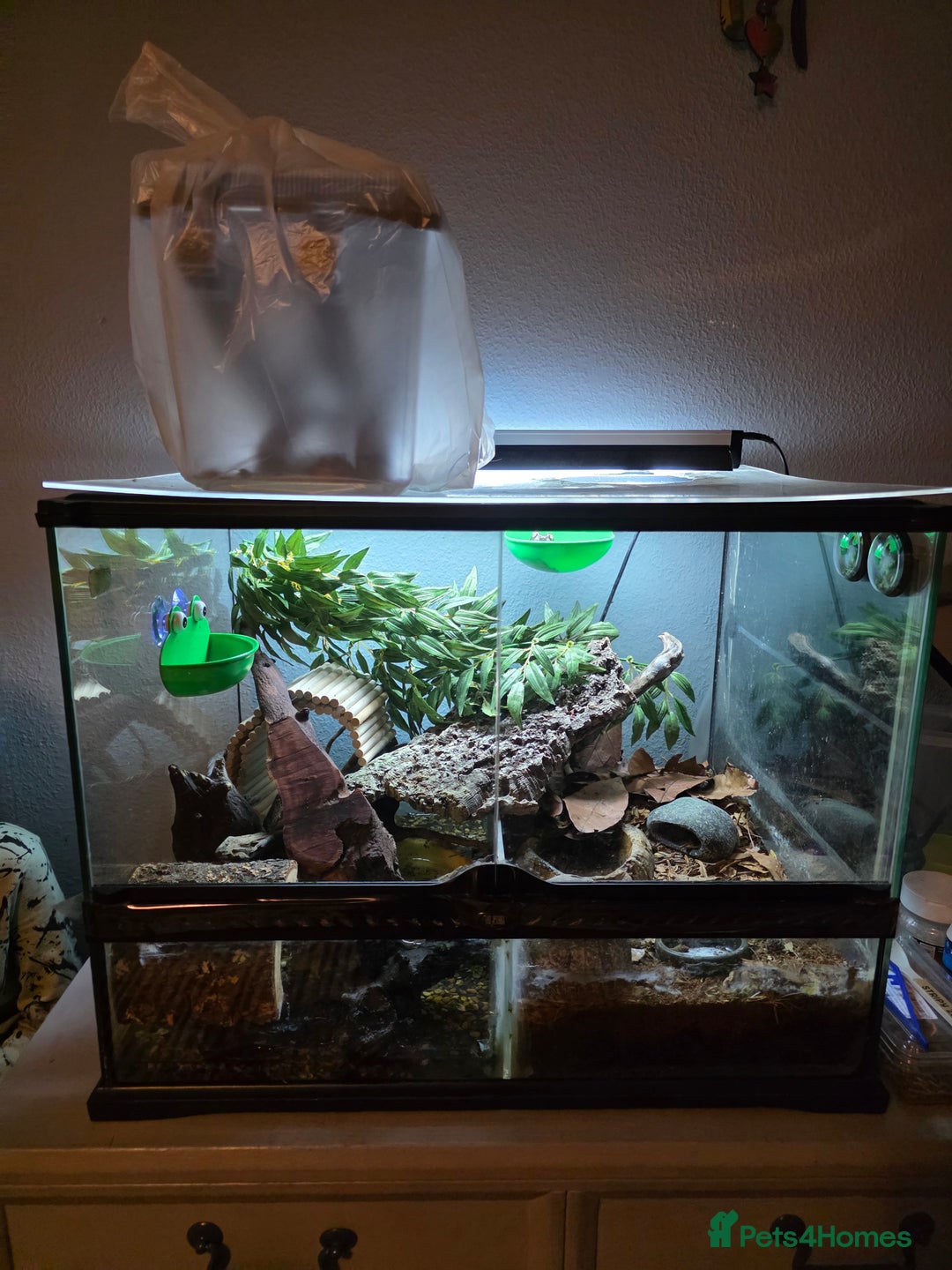 Frog reptiles for sale: 2 Whites Tree Frogs plus full set up - Advert 6